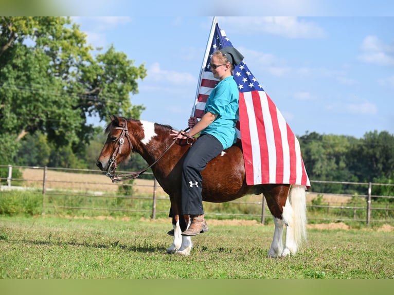 More ponies/small horses Gelding 10 years 9,2 hh Pinto in Oelwein