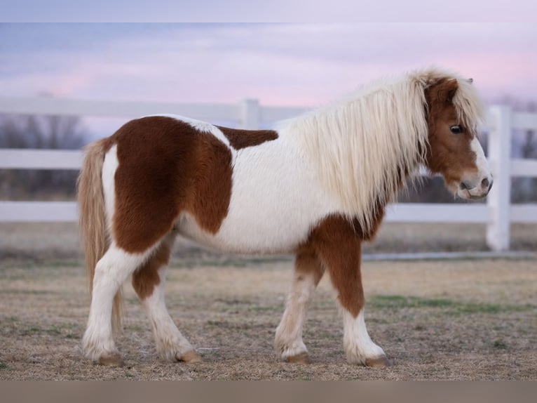 More ponies/small horses Gelding 10 years 9,2 hh Pinto in Guthrie