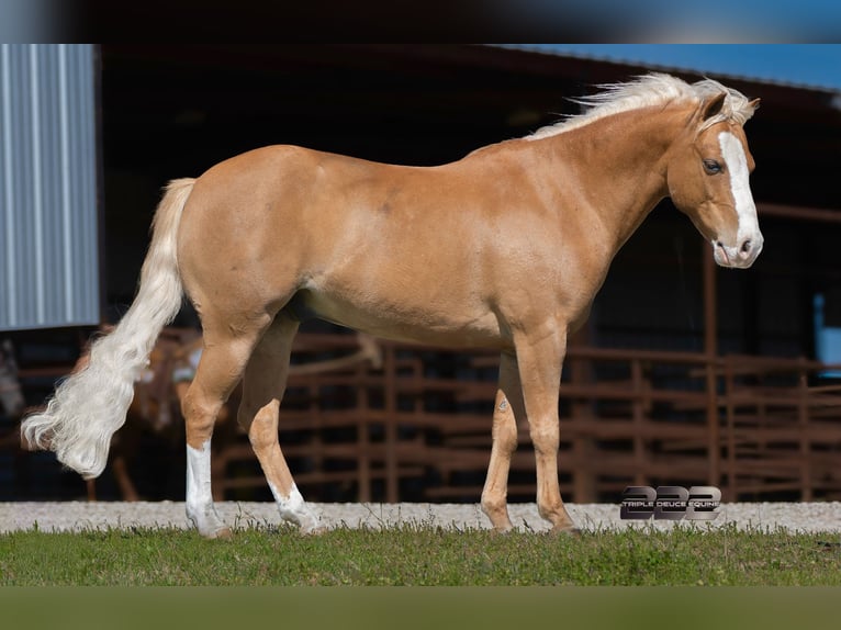 More ponies/small horses Gelding 10 years Palomino in Cisco