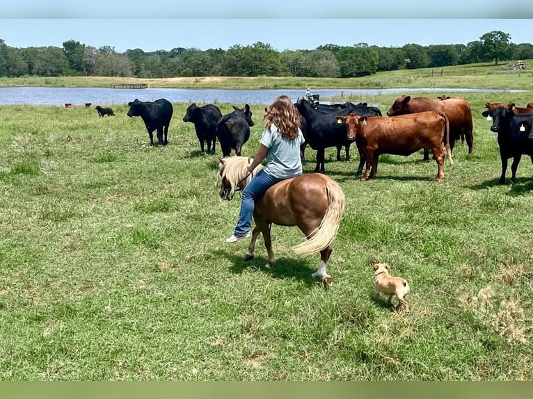 More ponies/small horses Gelding 10 years Palomino in Cisco