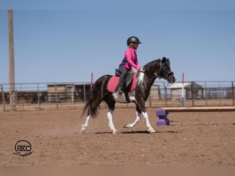 More ponies/small horses Gelding 10 years Pinto in Canyon