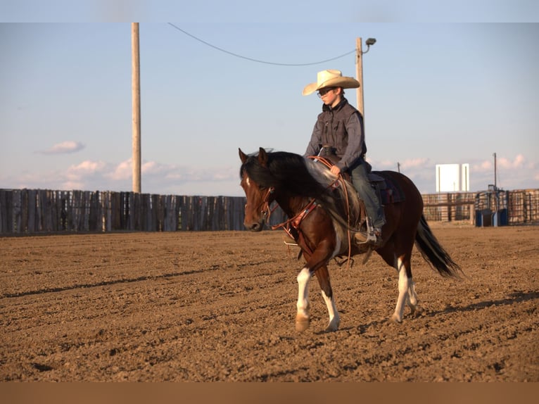More ponies/small horses Gelding 10 years Pinto in Bernard