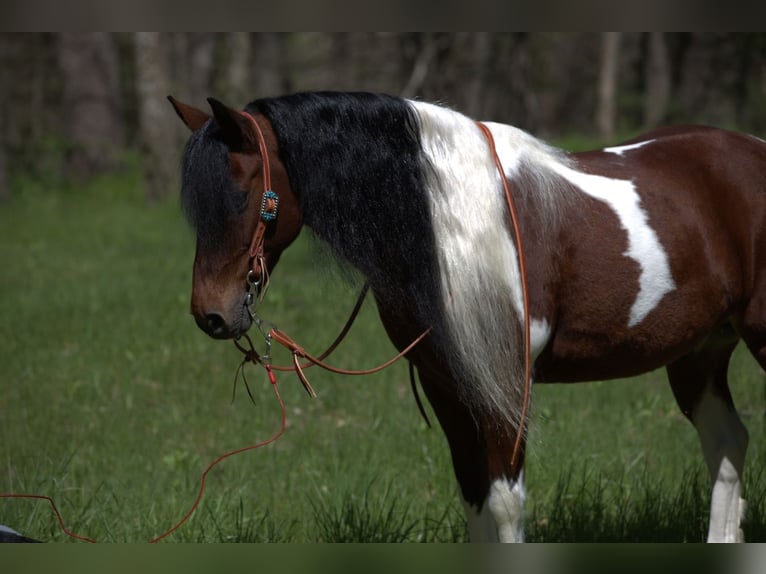 More ponies/small horses Gelding 10 years Pinto in Bernard