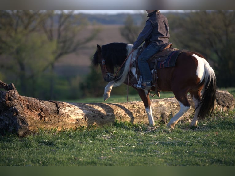 More ponies/small horses Gelding 10 years Pinto in Bernard