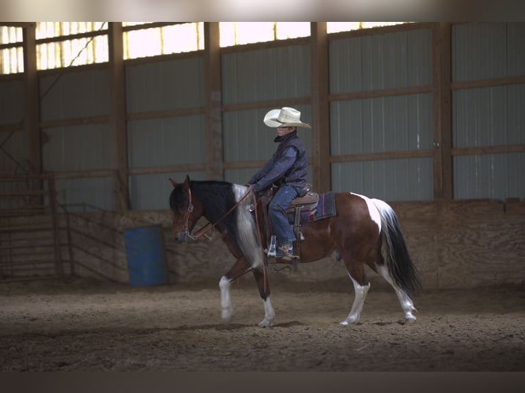 More ponies/small horses Gelding 10 years Pinto in Bernard