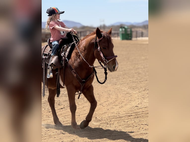 More ponies/small horses Gelding 10 years Sorrel in Park City