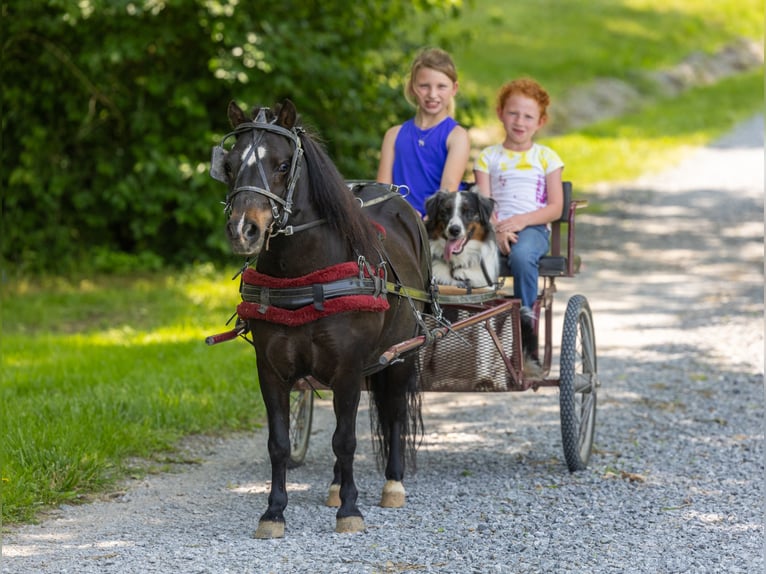 More ponies/small horses Gelding 11 years 10 hh Black in Ewing, KY