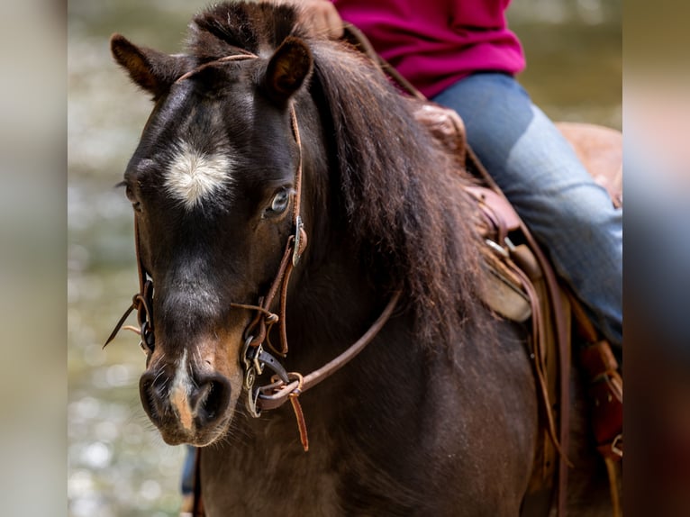 More ponies/small horses Gelding 11 years 10 hh Black in Ewing, KY