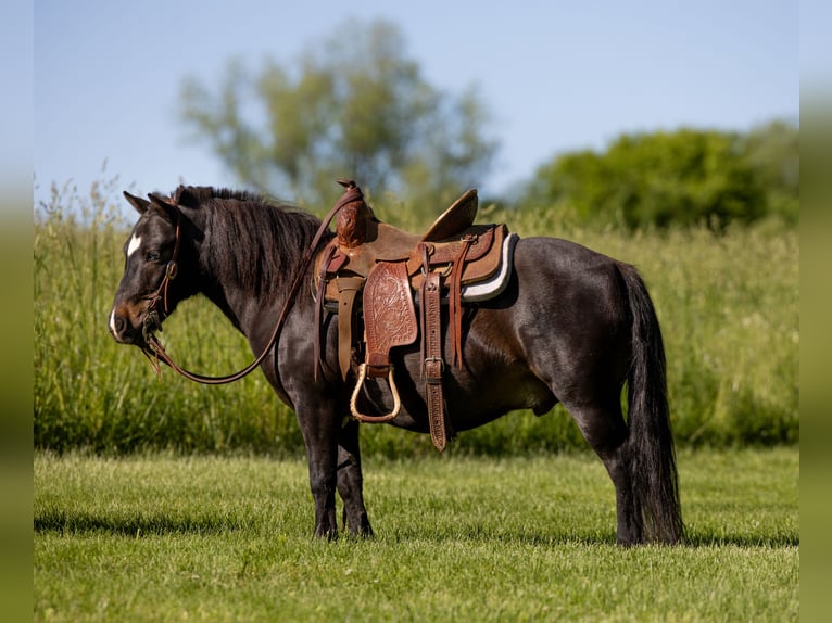 More ponies/small horses Gelding 11 years 10 hh Black in Ewing, KY