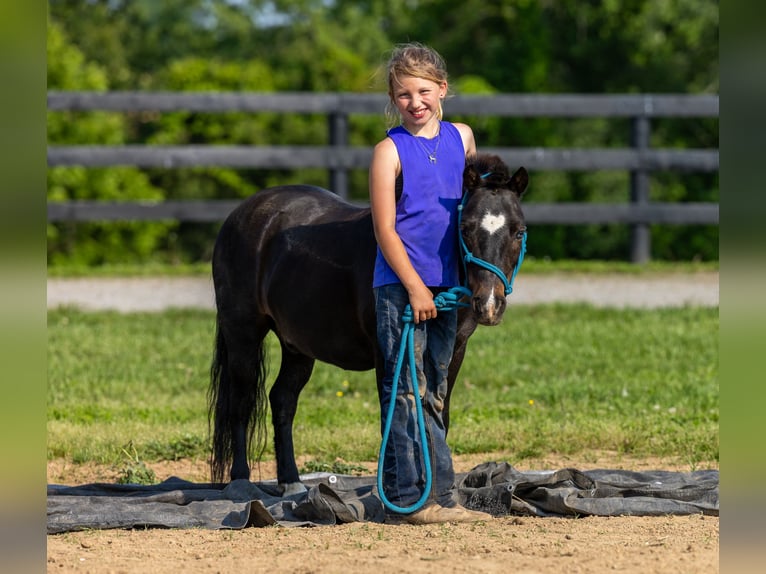 More ponies/small horses Gelding 11 years 10 hh Black in Ewing, KY