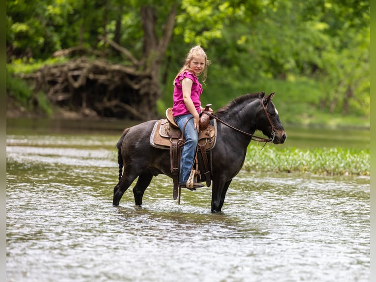 More ponies/small horses Gelding 11 years 10 hh Black in Ewing, KY