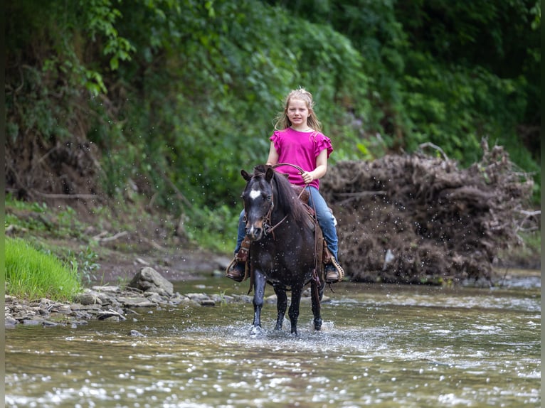 More ponies/small horses Gelding 11 years 10 hh Black in Ewing, KY