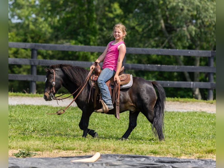 More ponies/small horses Gelding 11 years 10 hh Black in Ewing, KY