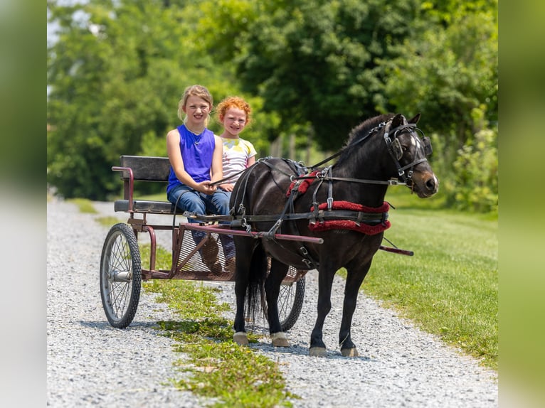 More ponies/small horses Gelding 11 years 10 hh Black in Ewing, KY