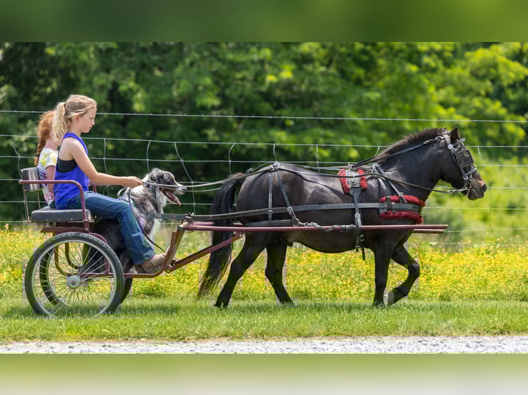 More ponies/small horses Gelding 11 years 10 hh Black in Ewing, KY