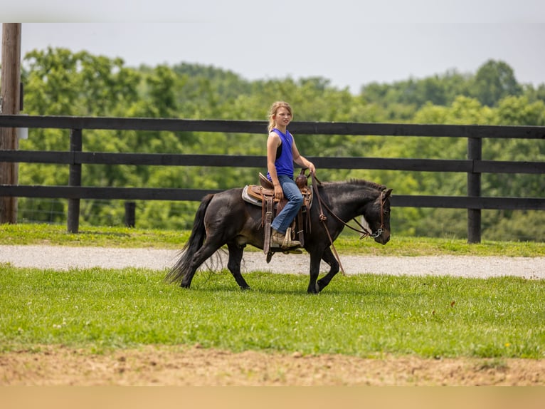 More ponies/small horses Gelding 11 years 10 hh Black in Ewing, KY