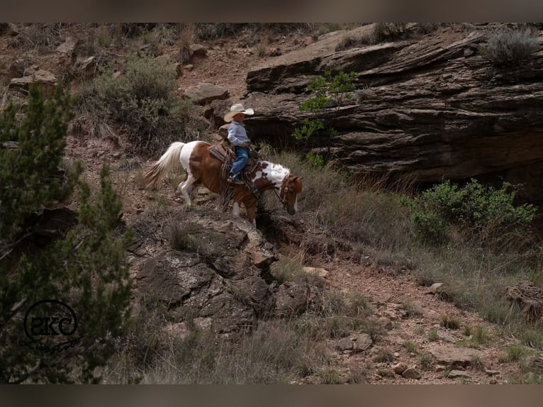 More ponies/small horses Gelding 11 years 10 hh Pinto in Canyon