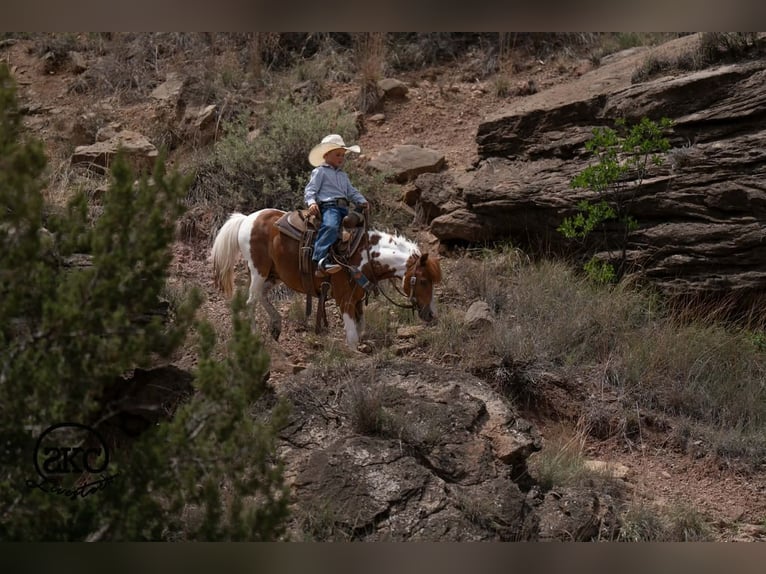 More ponies/small horses Gelding 11 years 10 hh Pinto in Canyon