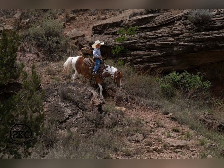 More ponies/small horses Gelding 11 years 10 hh Pinto in Canyon