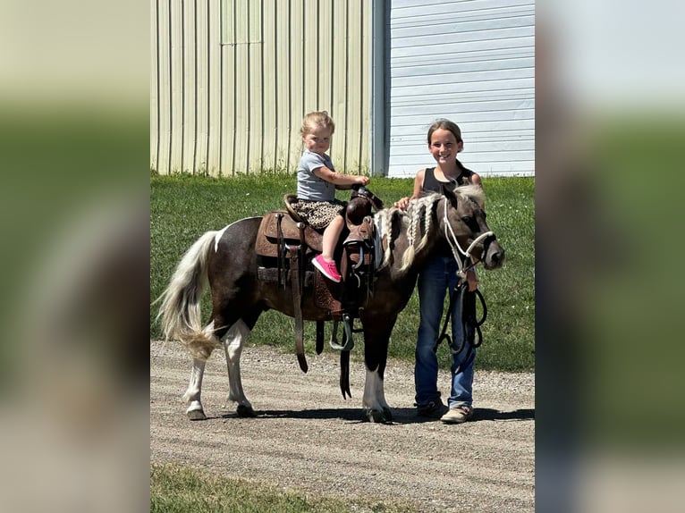 More ponies/small horses Gelding 11 years 10,1 hh Pinto in Corsica