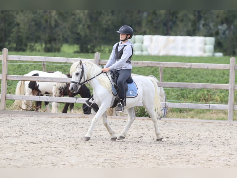 More ponies/small horses Gelding 11 years 11.1 hh White in Pepingen
