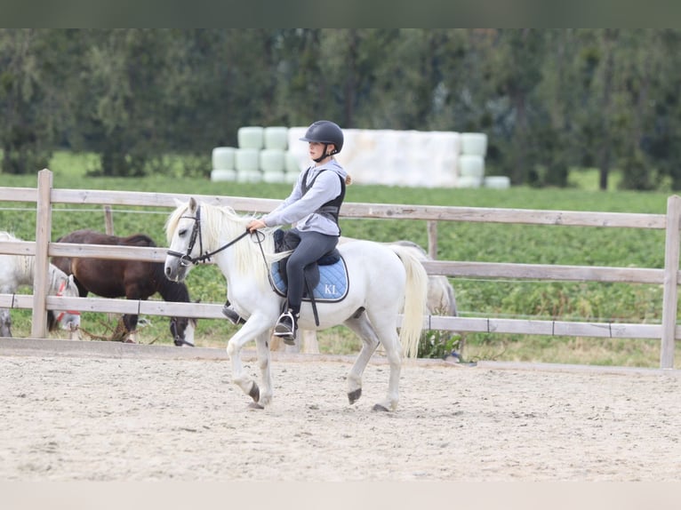 More ponies/small horses Gelding 11 years 11.1 hh White in Pepingen