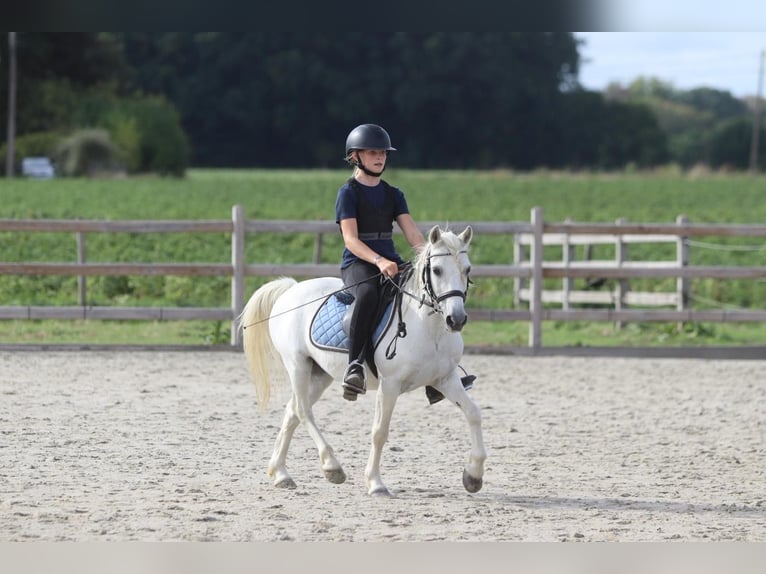 More ponies/small horses Gelding 11 years 11.1 hh White in Pepingen