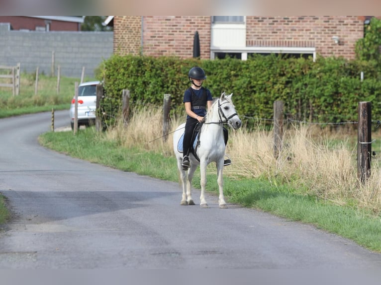 More ponies/small horses Gelding 11 years 11.1 hh White in Pepingen
