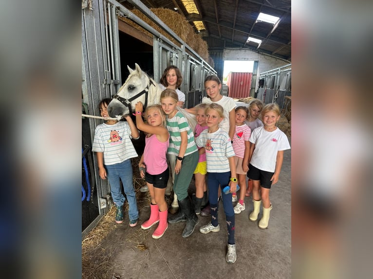 More ponies/small horses Gelding 11 years 11.1 hh White in Pepingen