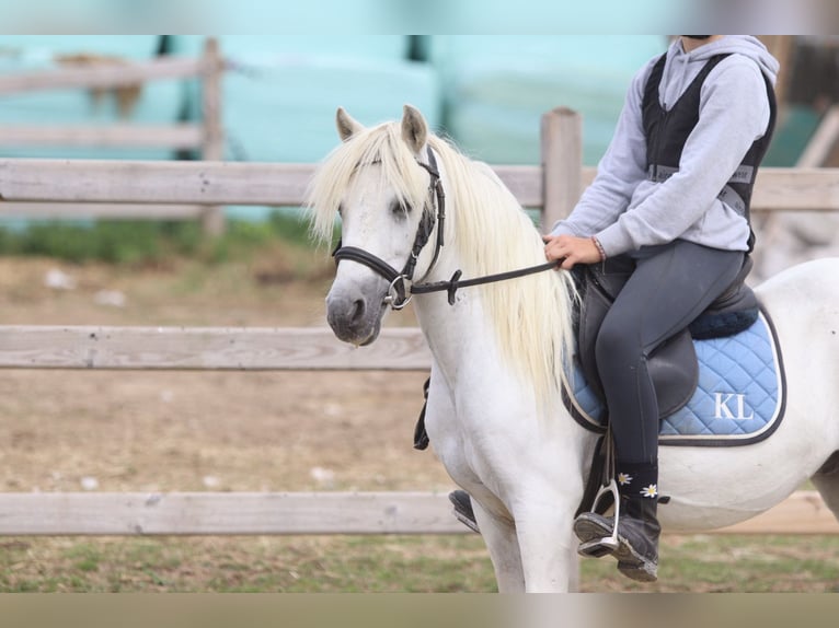 More ponies/small horses Gelding 11 years 11.1 hh White in Pepingen
