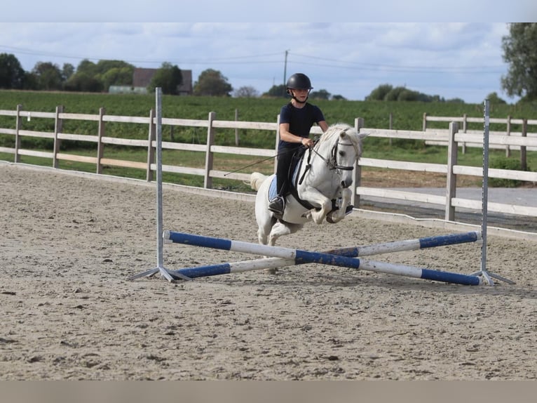More ponies/small horses Gelding 11 years 11.1 hh White in Pepingen