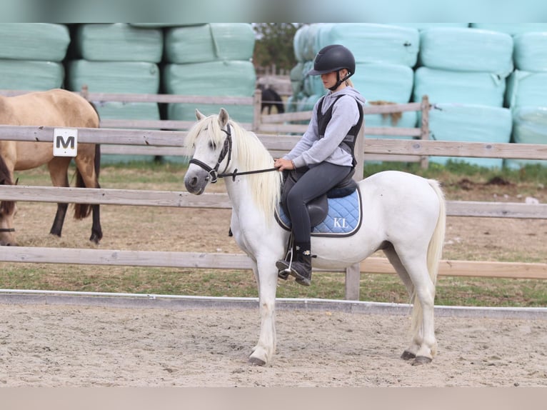 More ponies/small horses Gelding 11 years 11.1 hh White in Pepingen