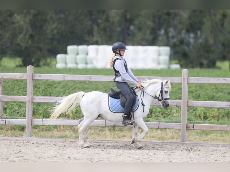 More ponies/small horses Gelding 11 years 11.1 hh White in Pepingen