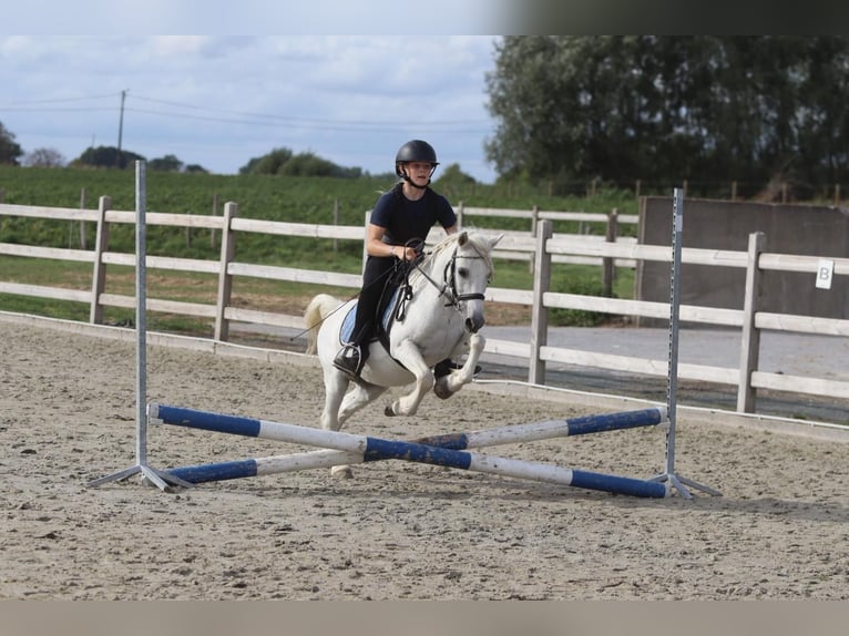 More ponies/small horses Gelding 11 years 11.1 hh White in Pepingen
