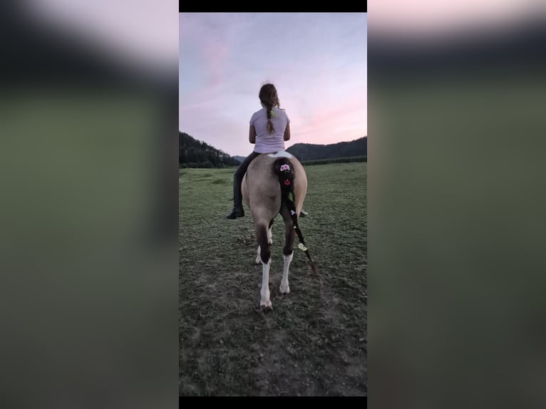 More ponies/small horses Gelding 11 years 12.2 hh Buckskin in Leoben