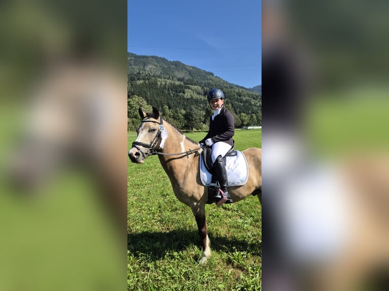 More ponies/small horses Gelding 11 years 12.2 hh Buckskin in Leoben