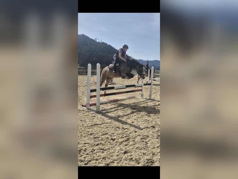 More ponies/small horses Gelding 11 years 12.2 hh Buckskin in Leoben