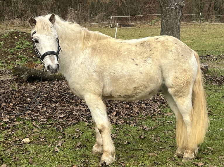 More ponies/small horses Gelding 11 years 12,1 hh Leopard-Piebald in Ursensollen