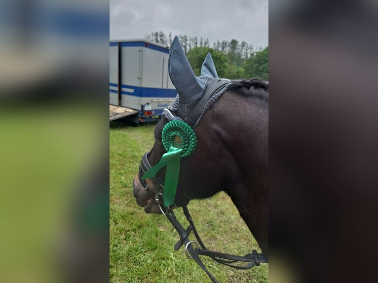 More ponies/small horses Gelding 11 years 12,2 hh Bay-Dark in Waldbr&#xF6;l