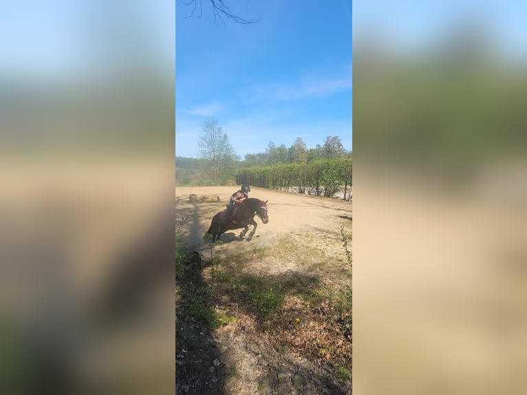 More ponies/small horses Gelding 11 years 12,2 hh Bay-Dark in Waldbr&#xF6;l