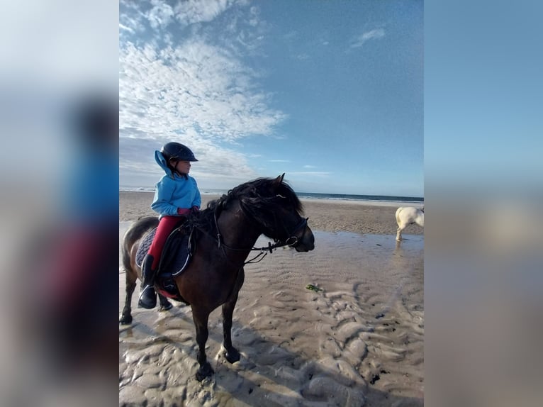 More ponies/small horses Gelding 11 years 12,2 hh Bay-Dark in Waldbr&#xF6;l