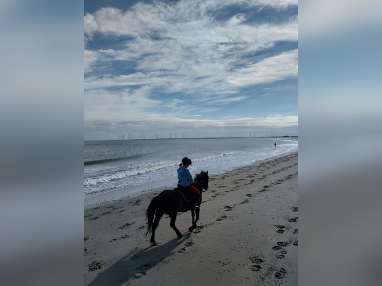 More ponies/small horses Gelding 11 years 12,2 hh Bay-Dark in Waldbr&#xF6;l