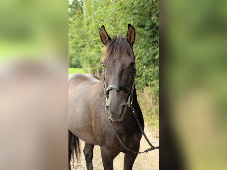 More ponies/small horses Gelding 11 years 13.2 hh Black in Amtzell