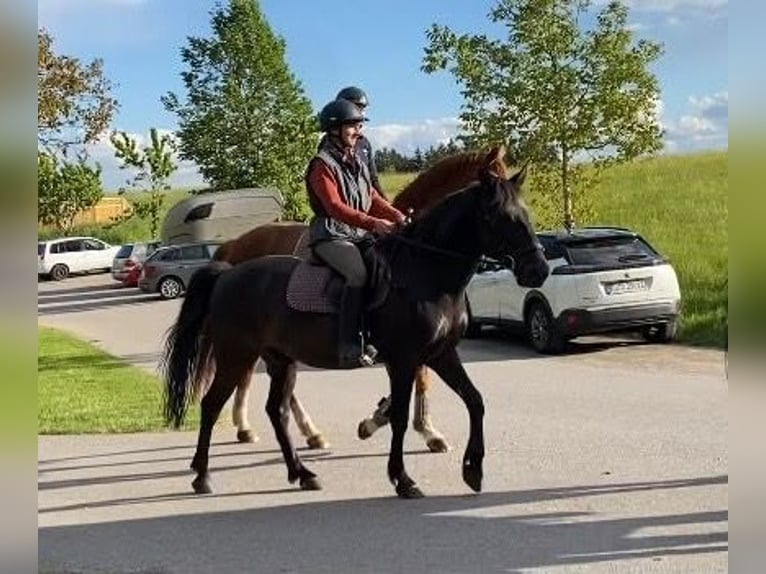 More ponies/small horses Gelding 11 years 13.2 hh Black in Amtzell