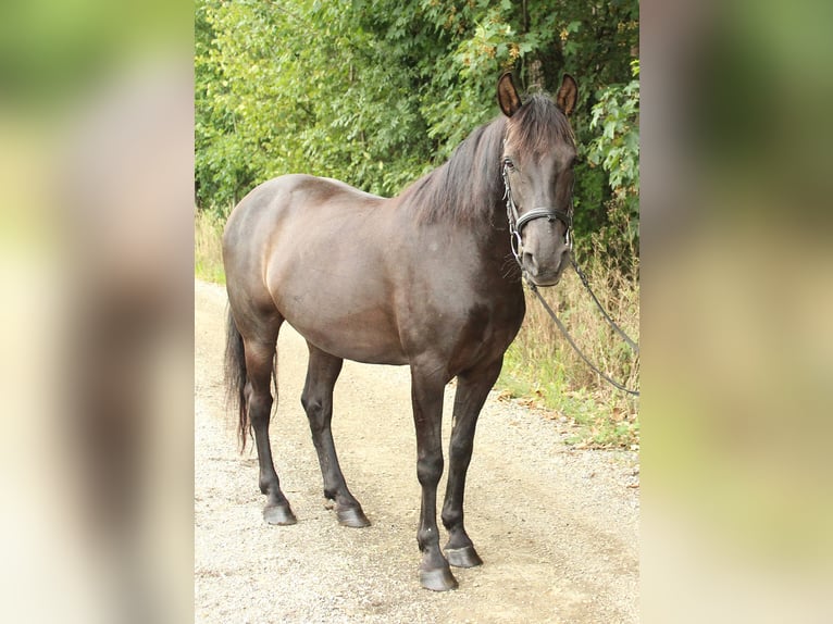 More ponies/small horses Gelding 11 years 13.2 hh Black in Amtzell