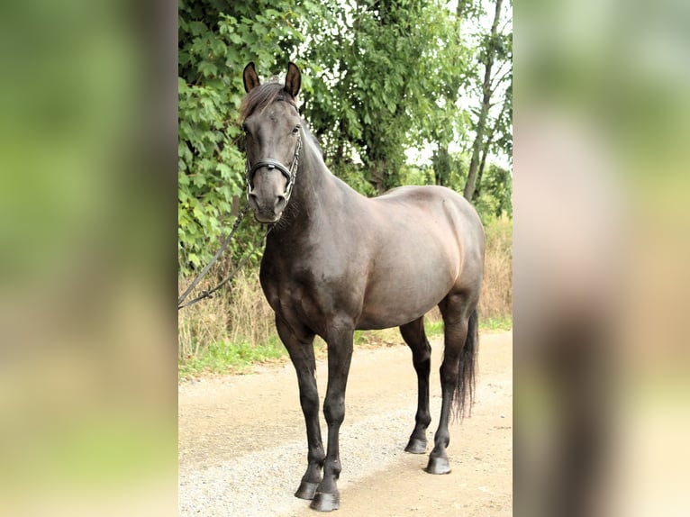 More ponies/small horses Gelding 11 years 13.2 hh Black in Amtzell