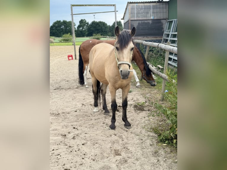 More ponies/small horses Gelding 11 years 13 hh Buckskin in Norderw&#xF6;hrden