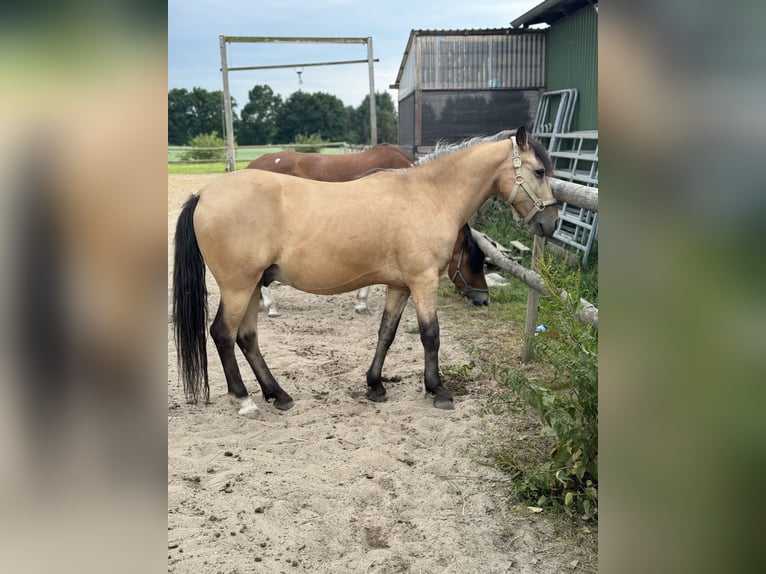 More ponies/small horses Gelding 11 years 13 hh Buckskin in Norderw&#xF6;hrden
