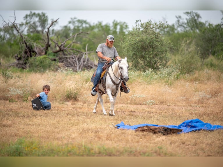 More ponies/small horses Gelding 11 years 13 hh Grey in Stockdale