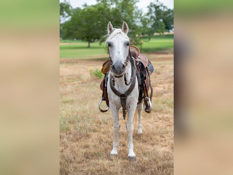 More ponies/small horses Gelding 11 years 13 hh Grey in Stockdale